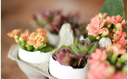 สวนเปลือกไข่ สวนเปลือกไข่