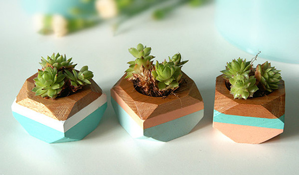 ต้นไม้จิ๋วประดับบ้าน