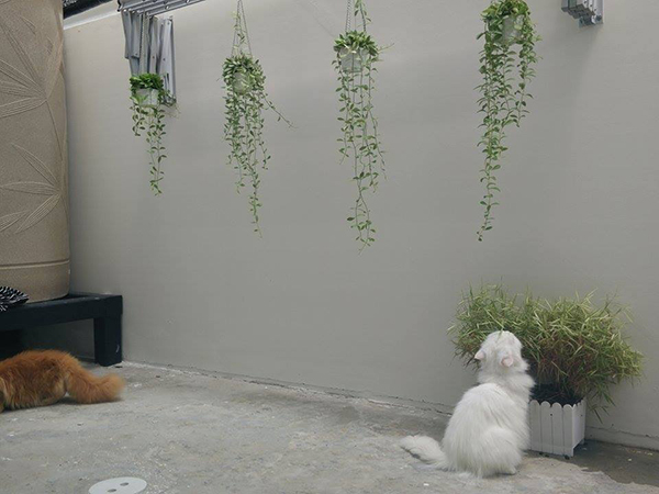 จัดสวนสวย หลังบ้าน จัดสวนสวย หลังบ้าน