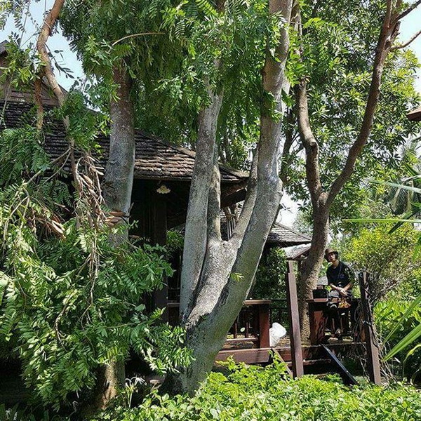 ตกแต่งสวน ตกแต่งสวน