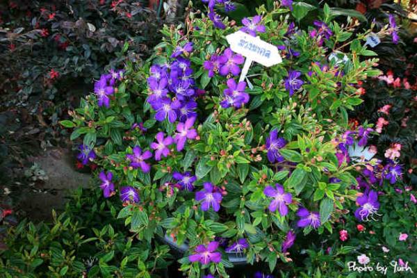 ต้นไม้เสริมดวง ต้นไม้เสริมดวง