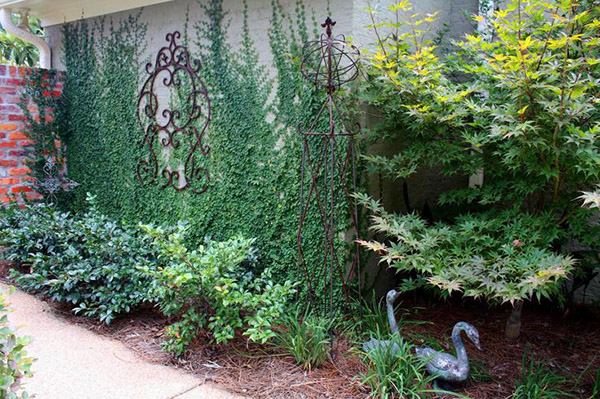 ปลูกไม้เลื้อยแต่งสวน