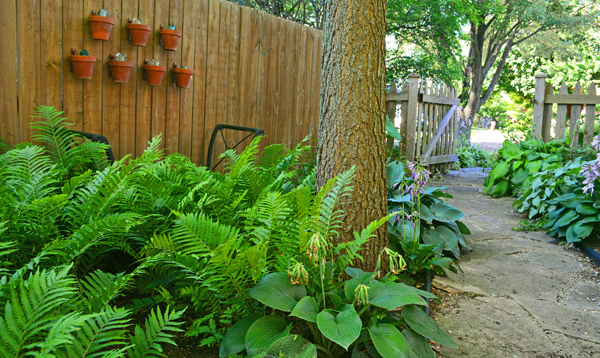 จัดสวนสวยด้วยเฟิร์น