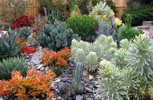 จัดสวนสวย ด้วยแคคตัส