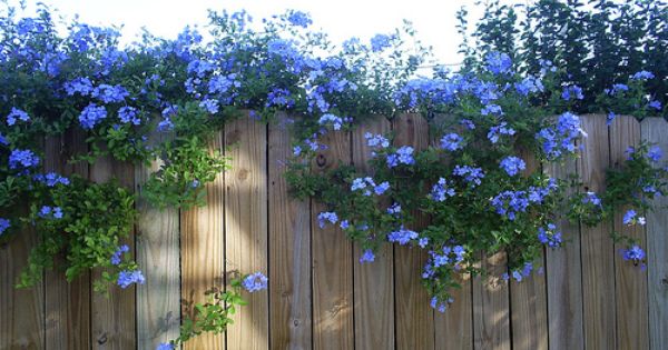 แต่งสวนด้วยพรรณไม้สีม่วง