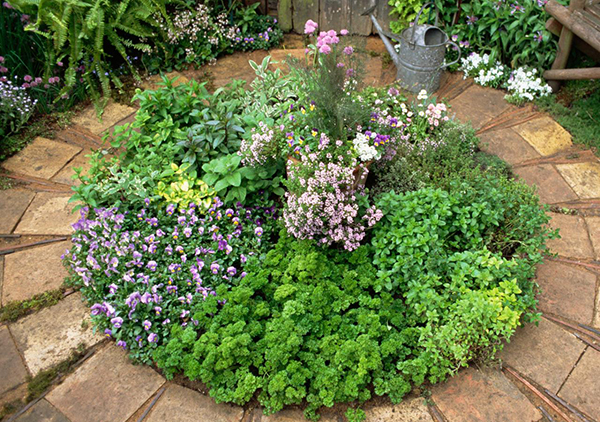 จัดสวนสวยด้วยผัก