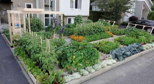 จัดสวนสวยด้วยผัก